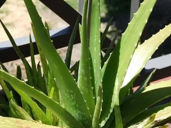 Aloevera plant